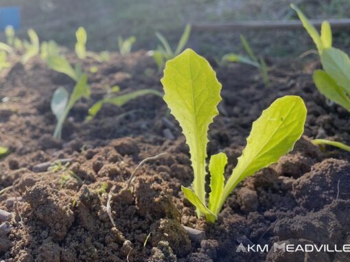 CSR: Meadville Technologies Organic Farm Days