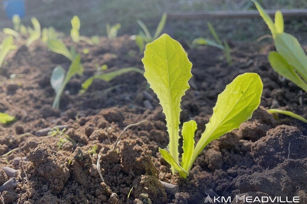 CSR: Meadville Technologies Organic Farm Days